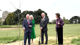 tree planting windsor castle
